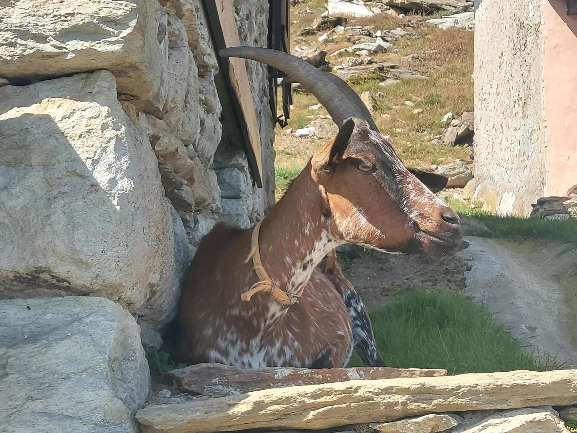 Gran Paradiso Alpette Dış mekan fotoğraf